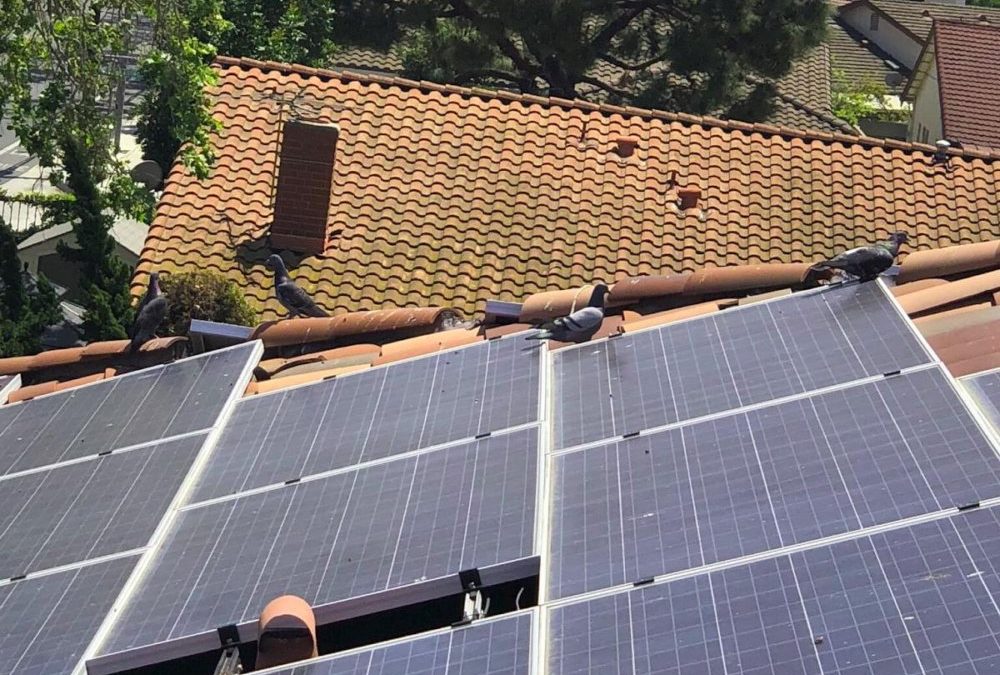 Ensure Birds Don’t Nest on Your Solar Panels